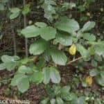 Cancelled--Cold Spring Park Invasive Plant Educational Walk