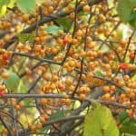 Invasive Alien Plant Update - A Newton Perspective