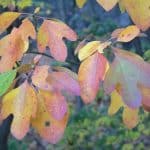 Autumn Comes to Webster Woods