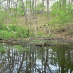 CANCELLED--The Hidden Life of a Vernal Pool: Forest and Vernal Pool Exploration at Webster Woods