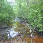 Natural Wonders of Cold Spring Park