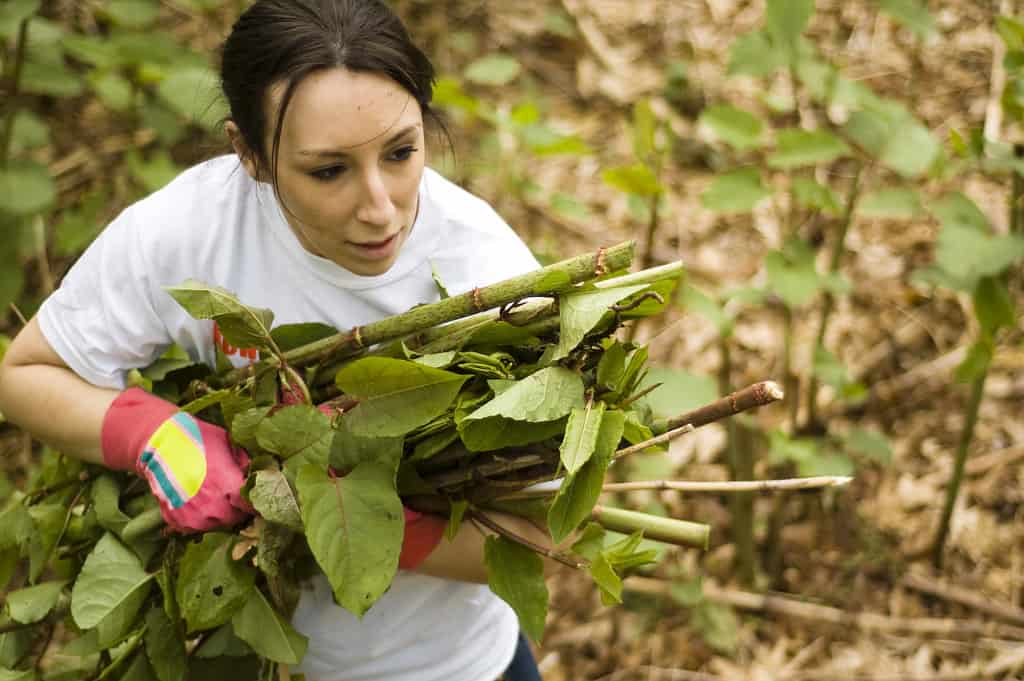 Quinobequin Rd. Invasives Pull