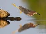 Fall 2014 Lecture: Warblers, Waders and Woodlands