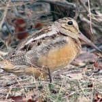 CANCELLED--Woodcock Walk at Nahanton Park--Brookline Bird Club
