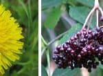 Wild Edible Plants of New England
