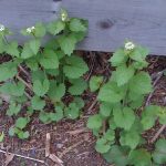 CANCELLED--Garlic Mustard Pull at Dolan Pond