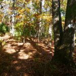 CANCELLED--Stone Walls of Saw Mill Brook Conservation Area