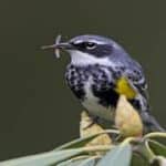 Spring 2012 Lecture: Birds, Trees and their Ecological Interdependence