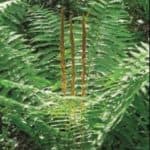 Cancelled--West Webster Woods Fern Walk