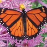 Monarch and Milkweed Fest