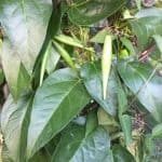 Webinar: Recognizing and Removing Invasive Plants