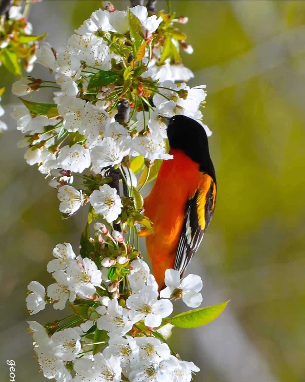 Mother’s Day Bird Walk at Nahanton Park