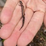CANCELLED--The Hidden Life of a Vernal Pool: Forest and Vernal Pool Exploration at Webster Woods
