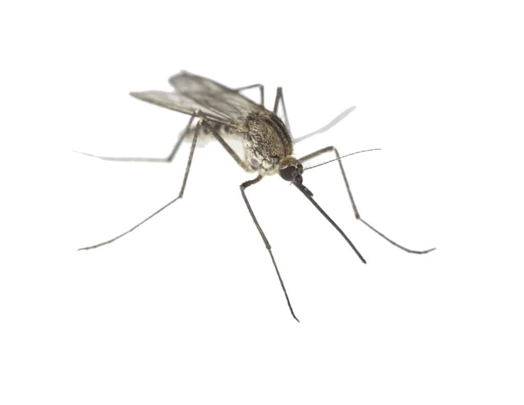 mosquito at rest