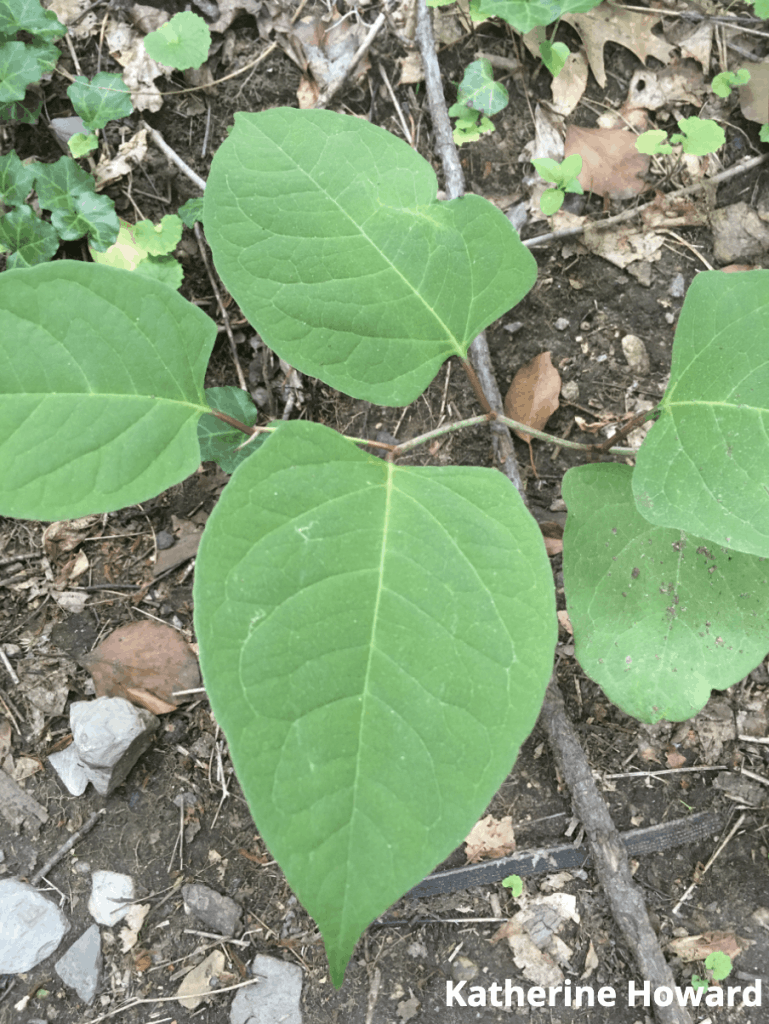 Japanese Knotweed - Newton Conservators