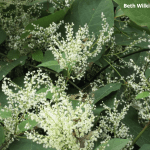 Webinar: Why Care About Invasive Plants?