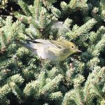 Webinar: Fall Plumage - Virtual Bird Walk in Cold Spring Park