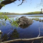 Webinar: The Web of Life of a Freshwater Pond