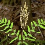 Webinar: Ferns, More Important Than You Might Think, and How to Know the Common Ones