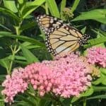 Webinar: Meet the Monarchs