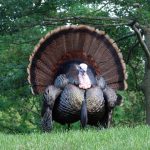 Webinar: Talking Turkey Hosted by The Newton Free Library