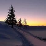 Signs of the Season - Winter Solstice and How Local Animals Cope with the Changing Conditions