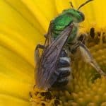 Pollinators: Understaffed, Underpaid, and Underappreciated