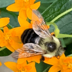 Planting for Pollinators