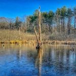 Cold Spring Park: Problems, Progress and Possibilities.