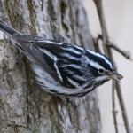 Spring Birds in Cold Spring Park
