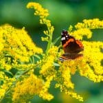Pollinator Meadow-Making at Brandeis University: Lessons Learned