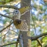 The Lives of Native Owls
