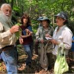 Houghton Garden Fern Walk
