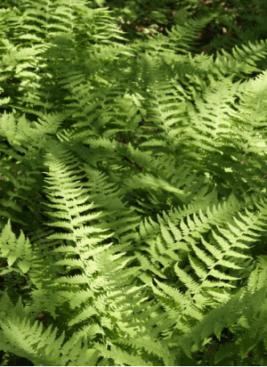 Learn About Ferns in Hammond Woods