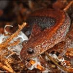 The Wolves of the Forest Floor: The Eastern Red-backed Salamander