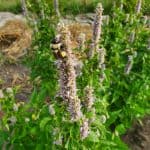 More than just the buzz: Using ecological data to restore native pollination systems (and why it matters)