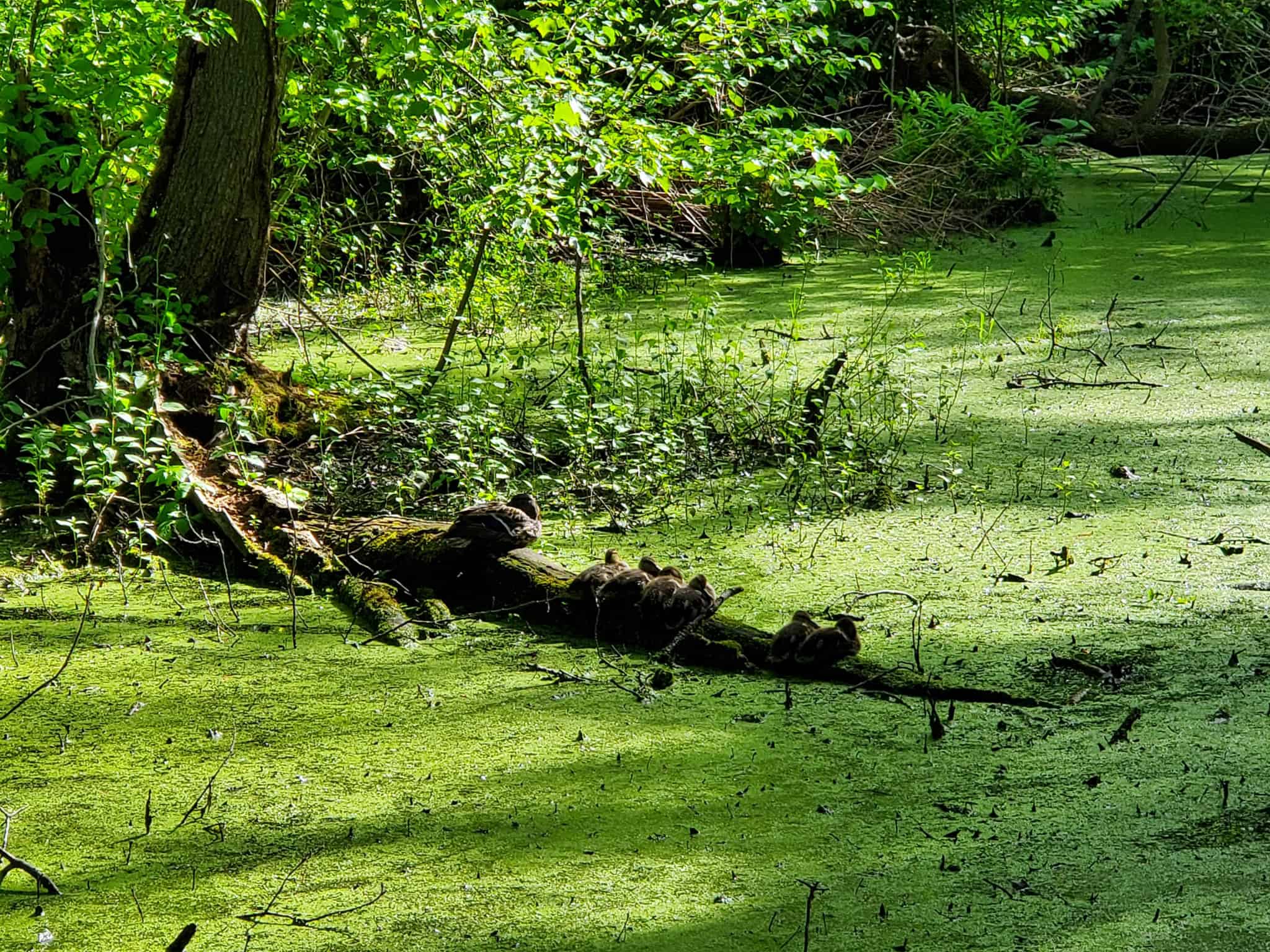 A Stroll Through Cold Spring Park