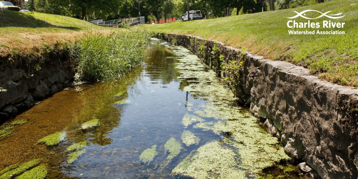 Tale of Two Brooks: Cheesecake Brook BioBlitz