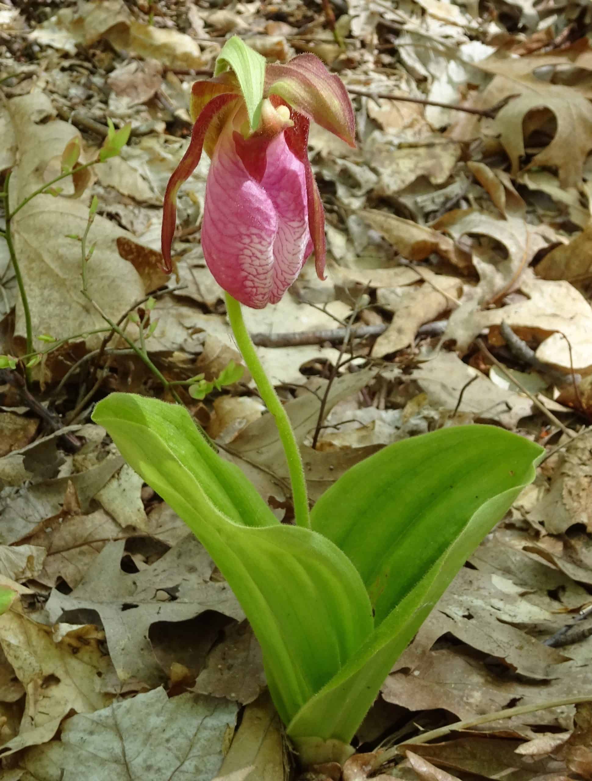 Signs of Spring in Webster Woods