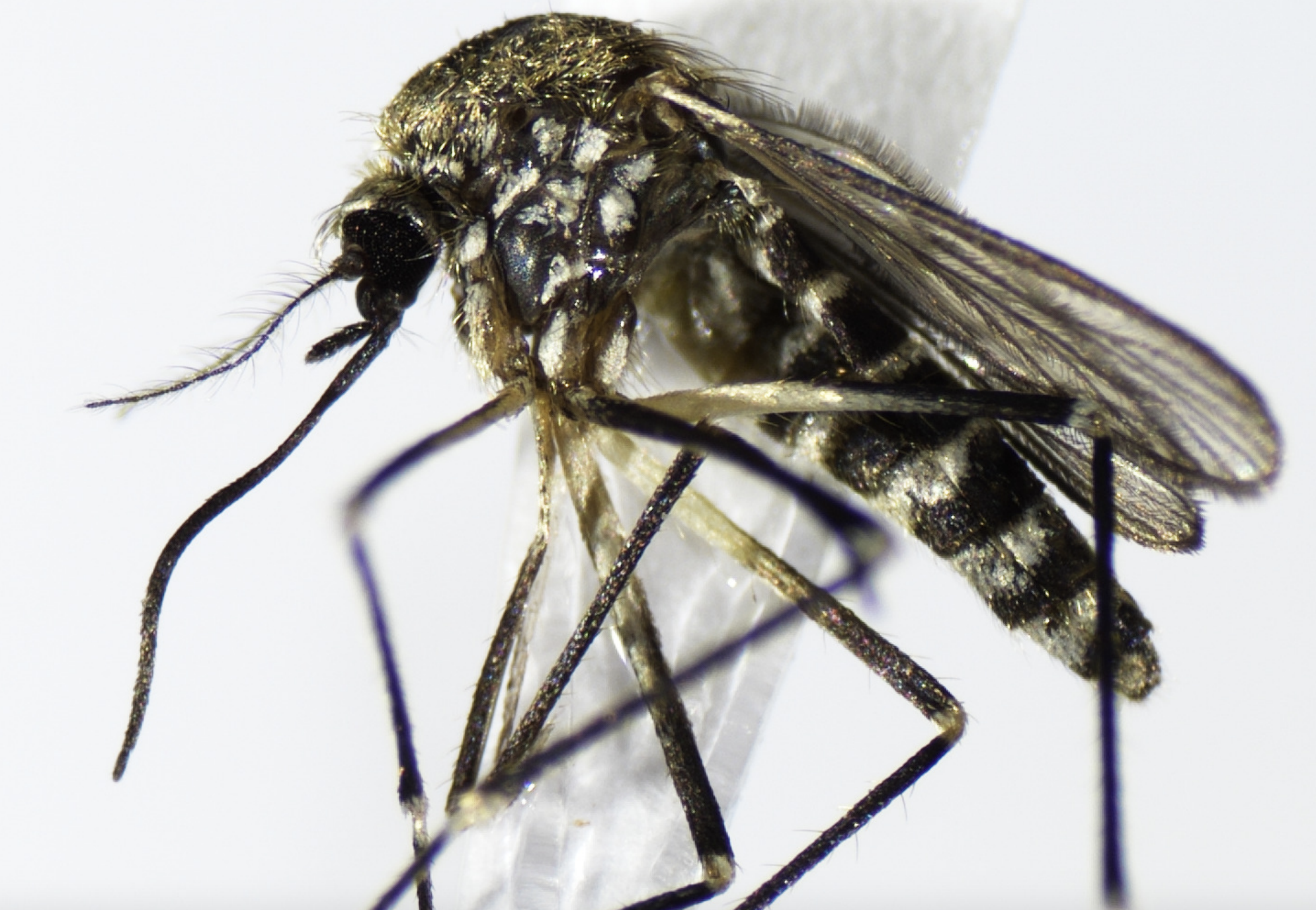 Webinar: Getting Real About Dealing With Mosquitos