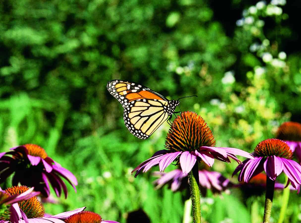 Humanity for Habitat: Saving Nature at Home