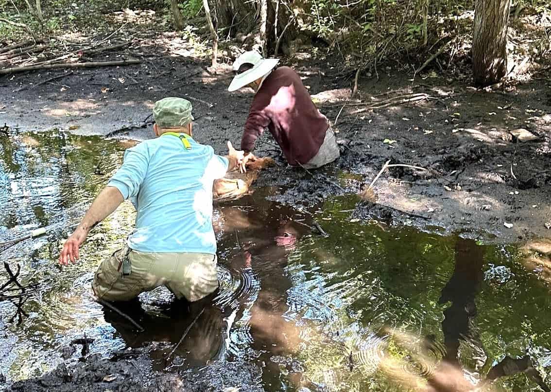 Webinar: Fish, the Missing Link in Suburban/Urban Conservation