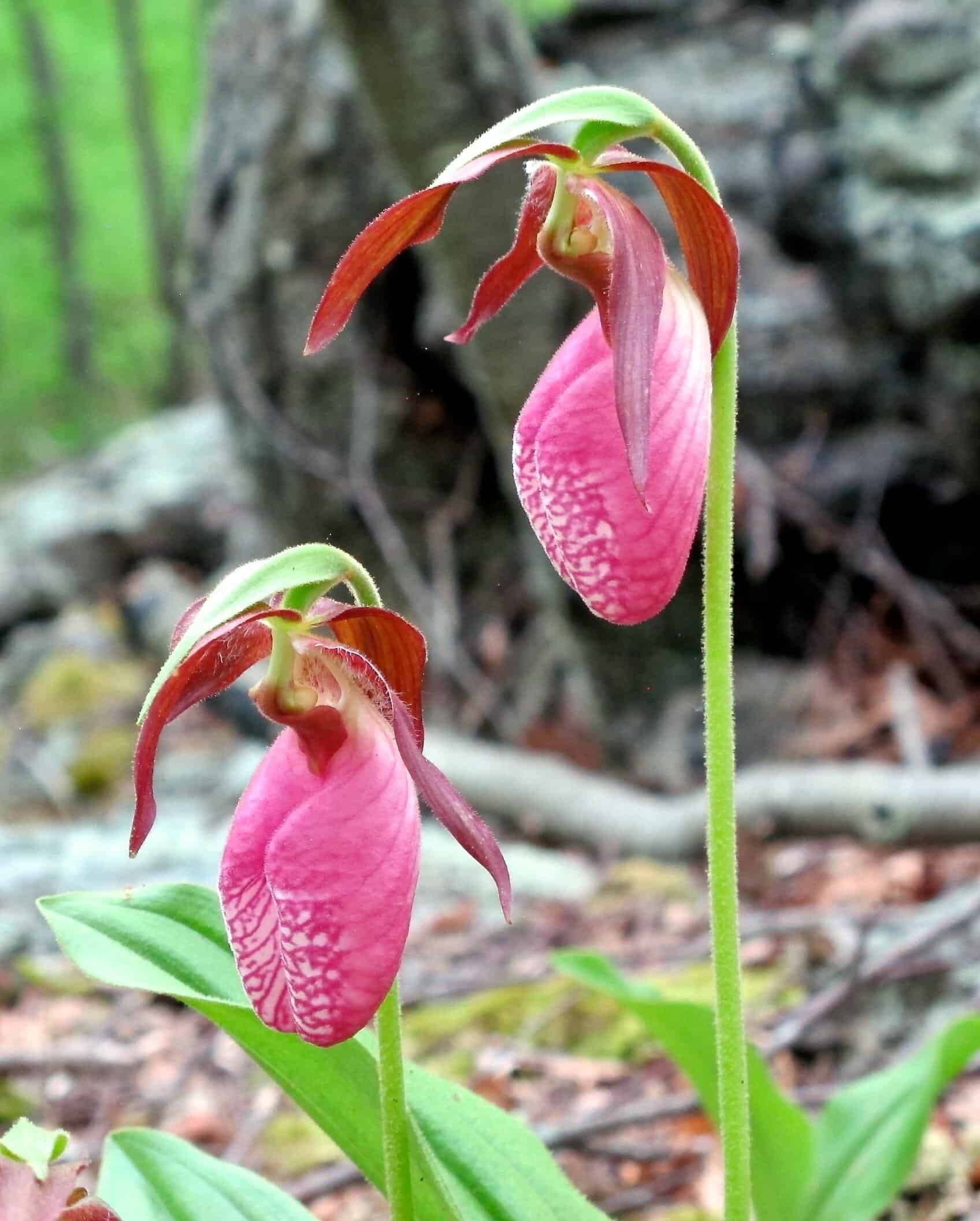 Webinar: Phenology Shows the Biological Effects of Climate Change