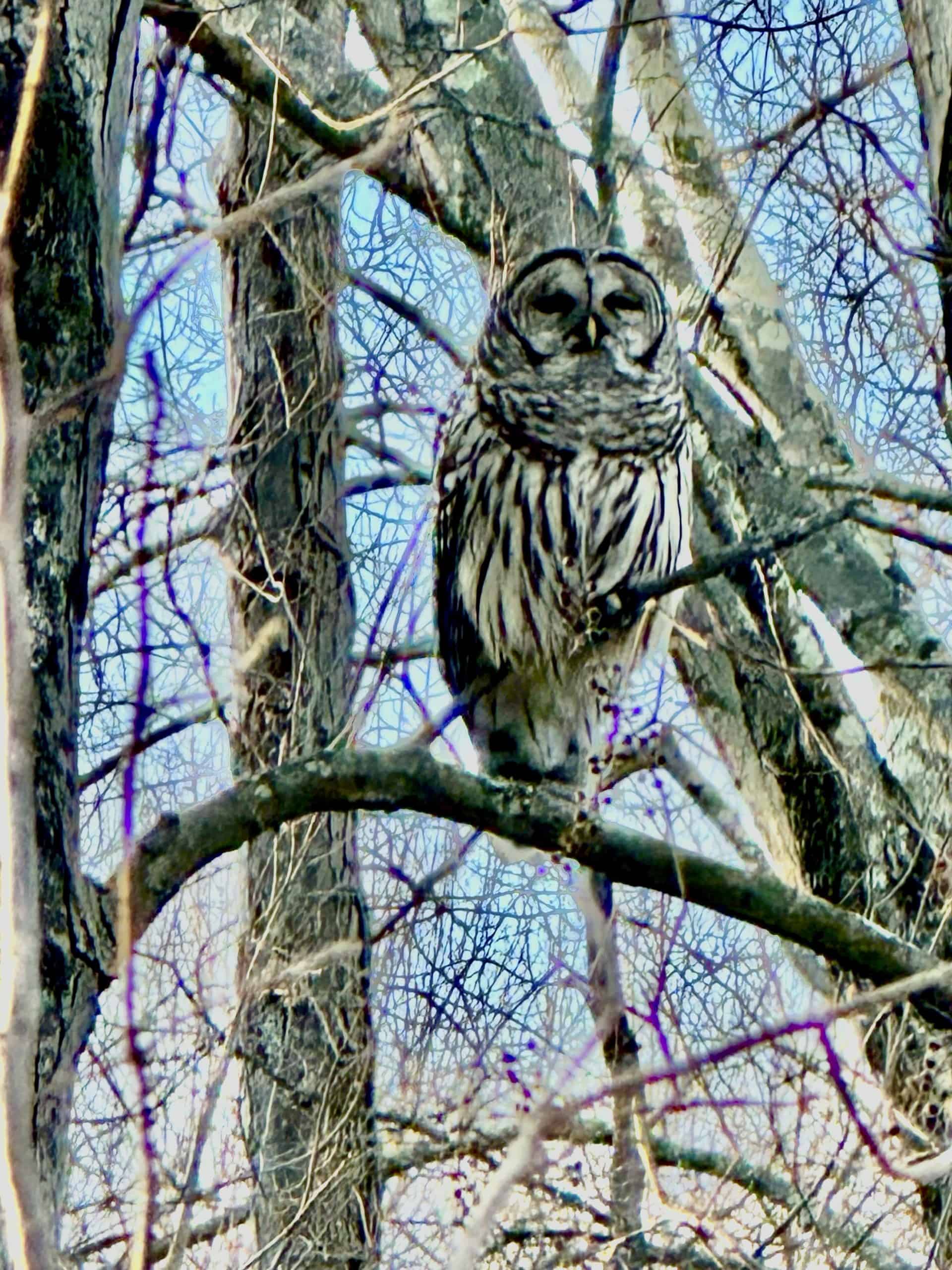 Webinar: Nature for Newton: Learnings from initial restoration efforts in Newton’s central and largest park