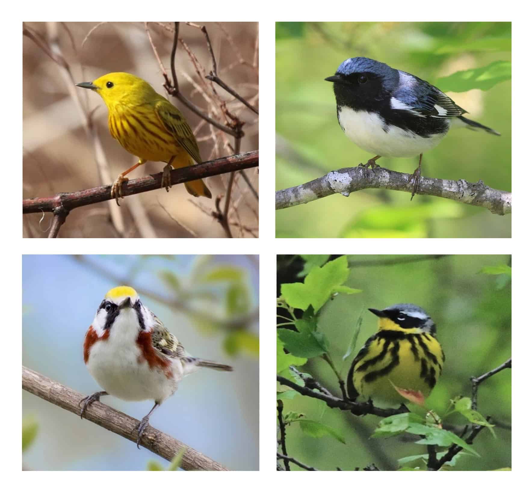 Newton's Spring Birding Migration