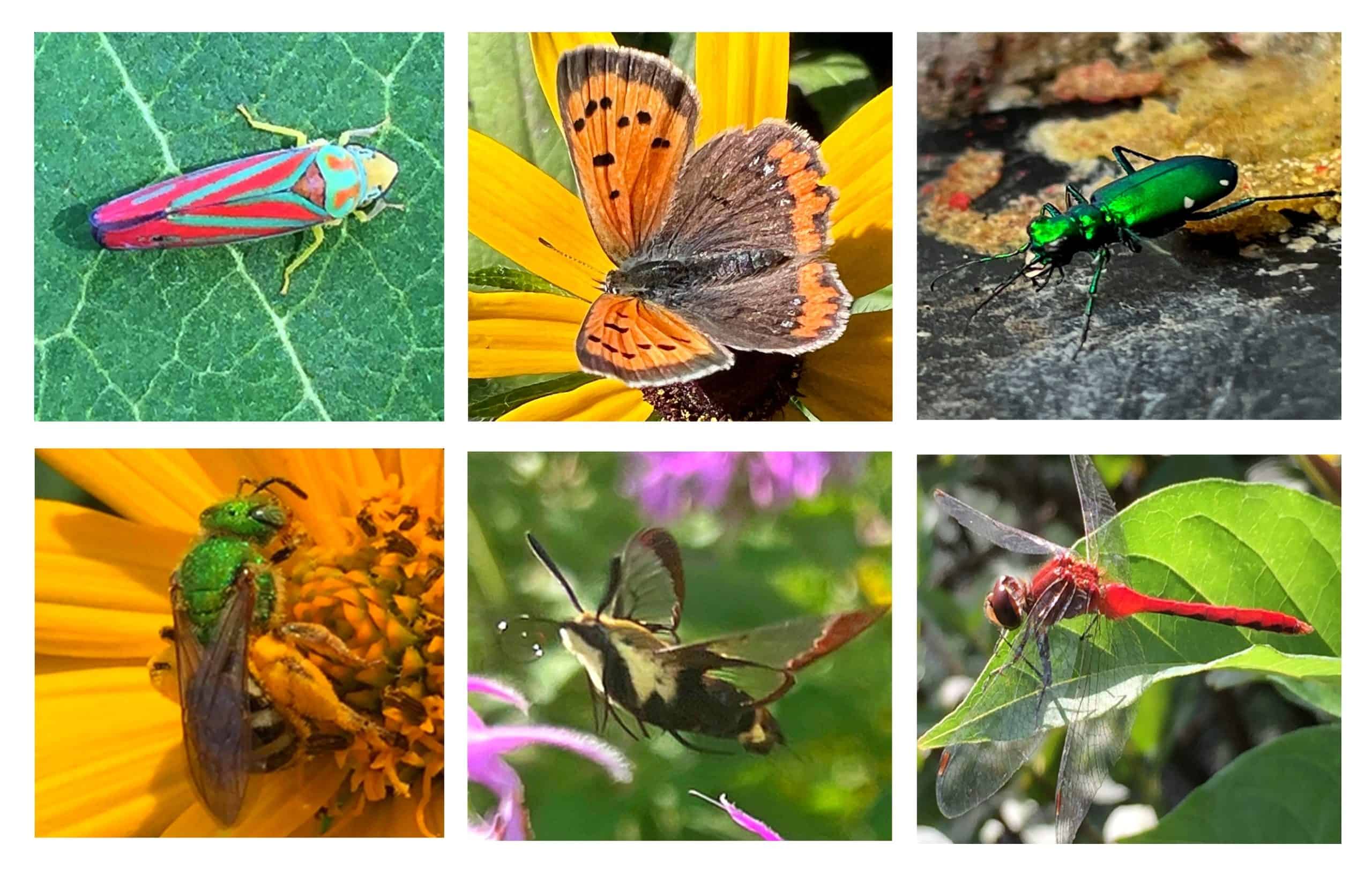 Could Bugging Be the New Birding?
