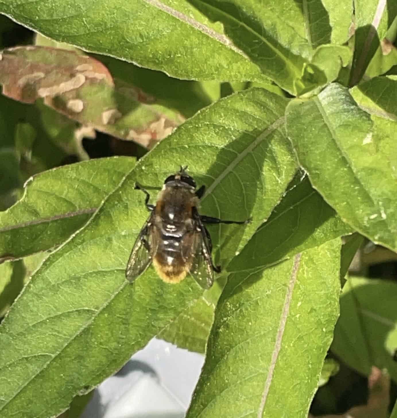 Discover Newton's Flora & Fauna in this June Bioblitz!