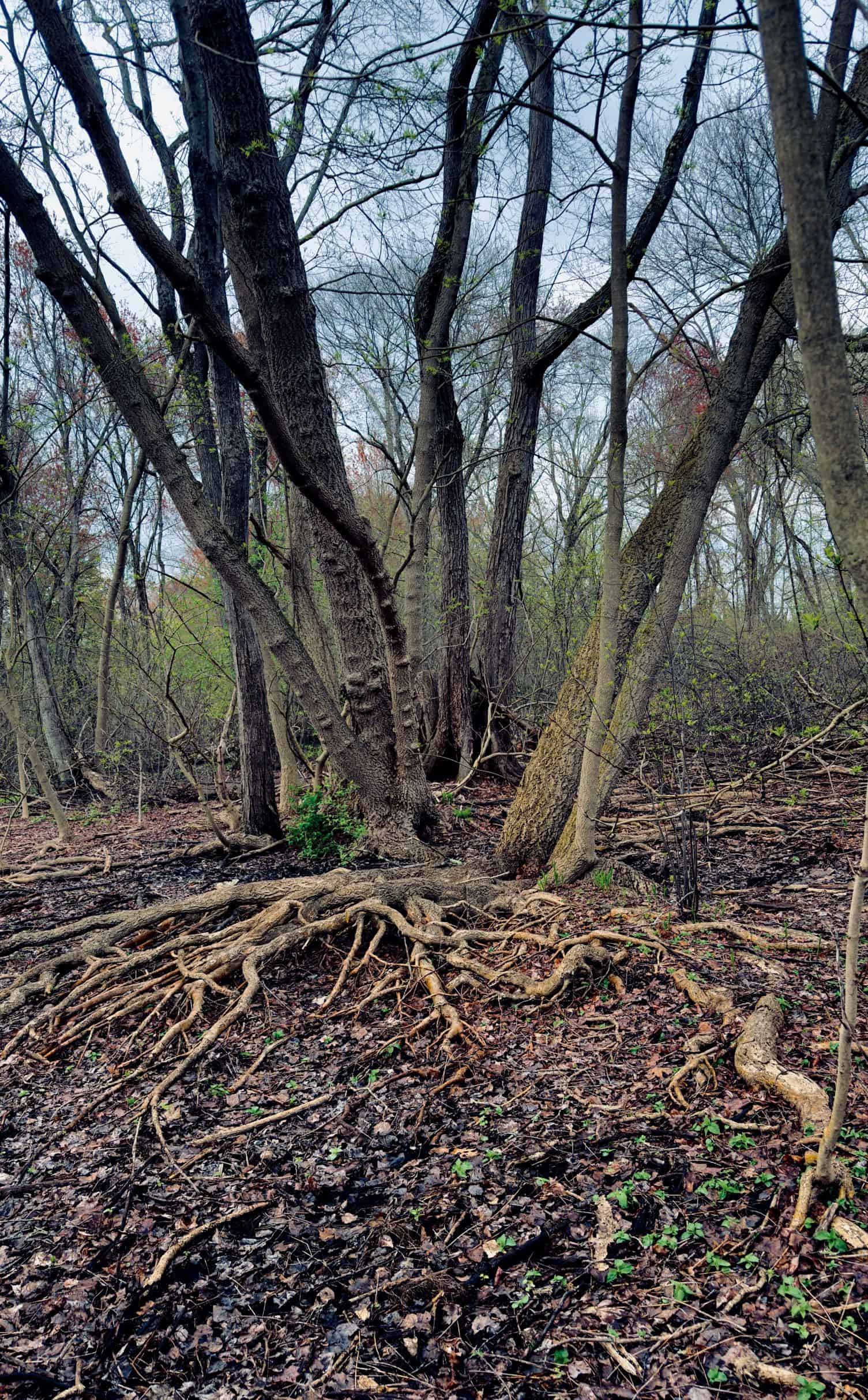 Learn about Invasive Trees and Other Plants at Cold Spring Park