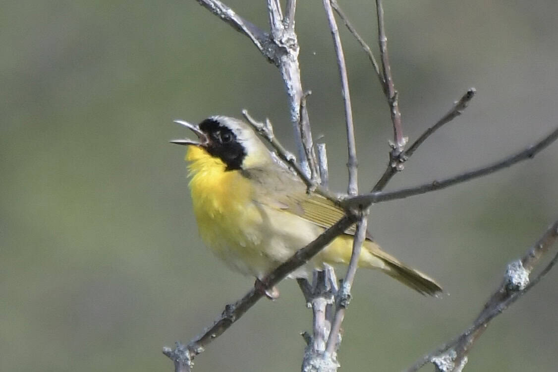 Morning Birding in Nahanton Park