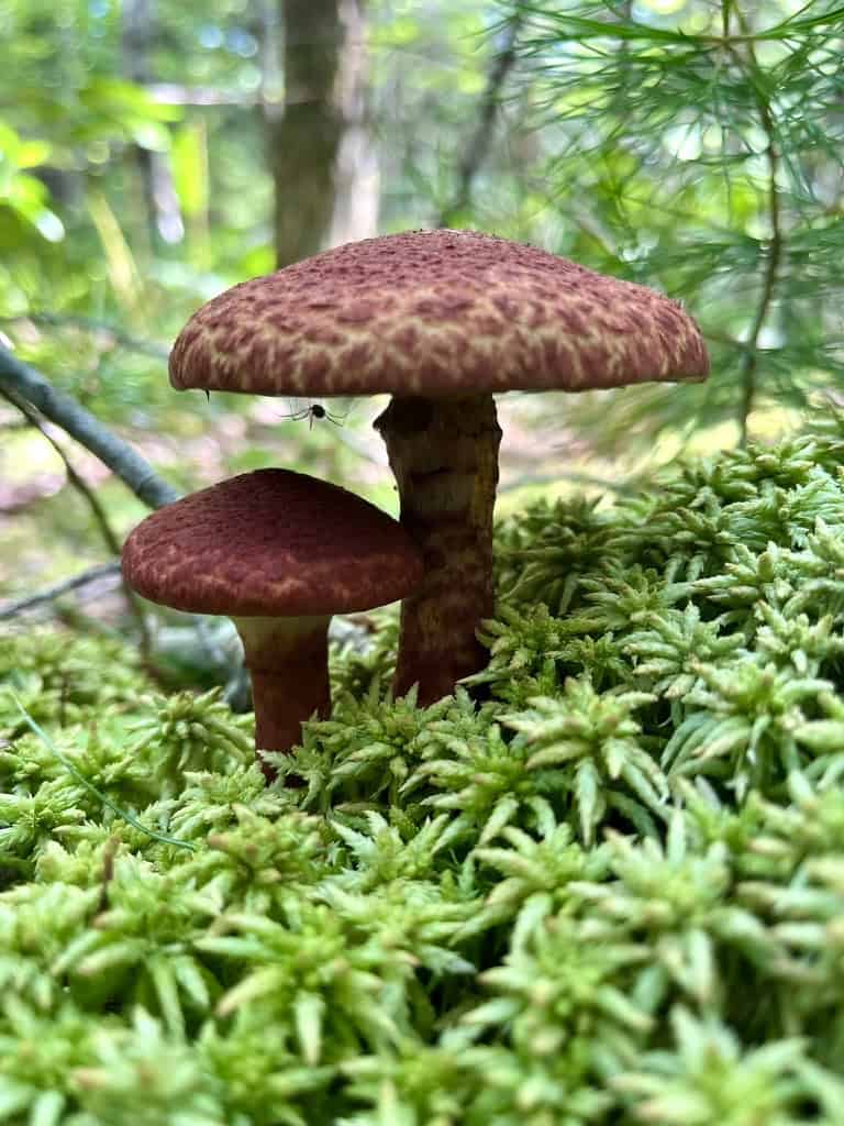 Webinar: How to Love a Mushroom